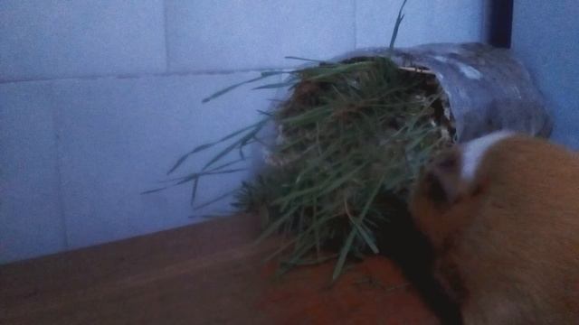 Морская свинка кушает смотреть онлайн