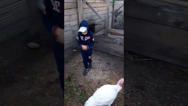 Выращивание индюков.Лето 2018 год.