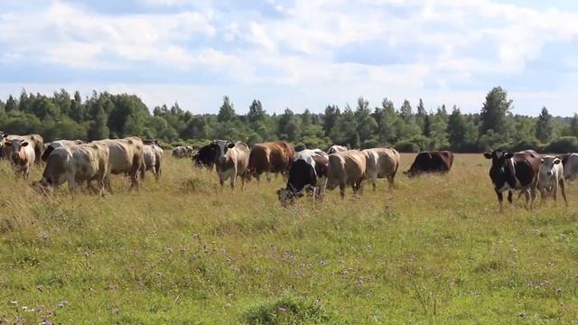Деревенские зарисовки смотреть онлайн