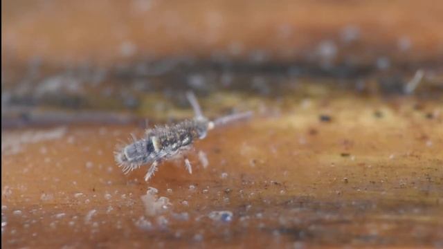 Springstaart Orchesella cincta смотреть онлайн