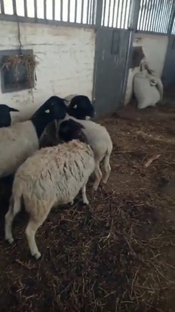 Овцы Дорпер смотреть онлайн