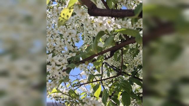 "Пасха" - Любовь Сологубова. Песня Марии Варанкиной смотреть онлайн