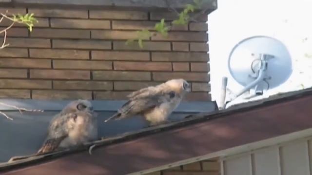 Сова нагадила и сбежала смотреть онлайн