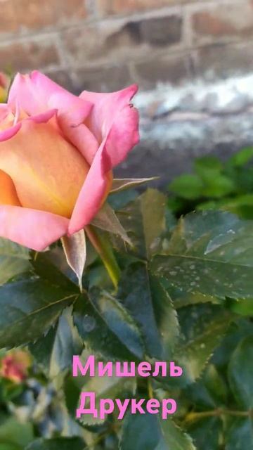 #rose #garden #розы Michael Drucker