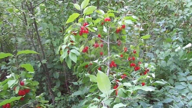 Кизил "Грушевый" и его "дети". Часть 1. смотреть онлайн