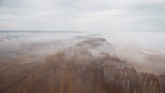 Timelapse тумана в лесу