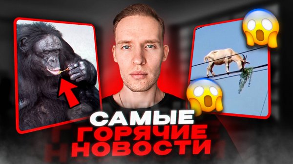 Коза забралась на линии электропередач😳САМАЯ ДОРОГАЯ СОБАКА В МИРЕ...ТОП 10 НОВОСТЕЙ