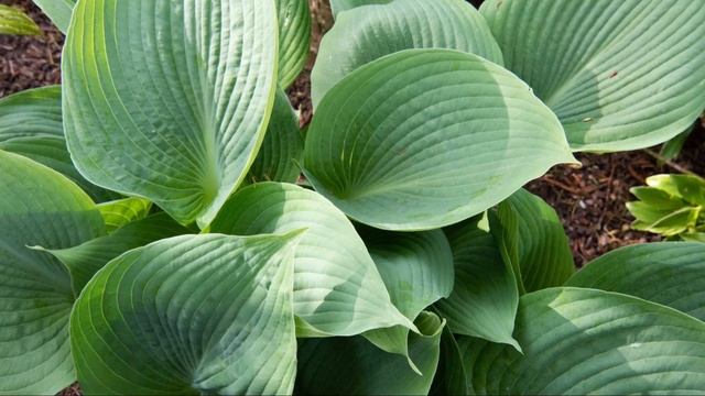 Hosta Plant Sales | Specialist Online Hosta Nursery In The UK смотреть онлайн