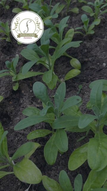 Pinching Quartet Stock Seedlings
