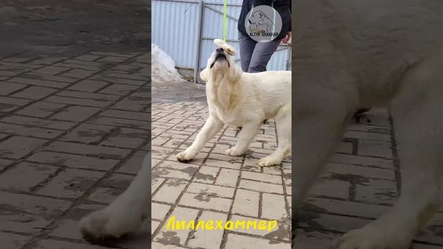 Лиллехаммер предлагается. Доставка 🌍 ☎️+79829386271 смотреть онлайн
