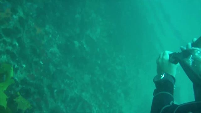 Scuba Diving Bare Island Sydney смотреть онлайн