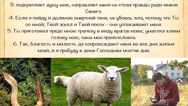 Игорь Гриненко. Проповедь. Кто я: червяк овца или человек? смотреть онлайн