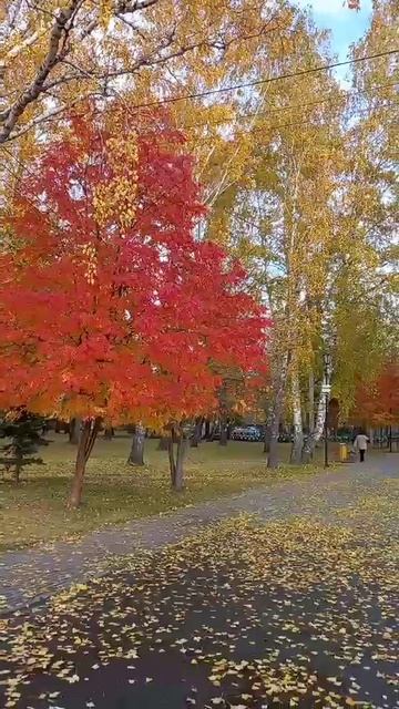 осень в парке смотреть онлайн