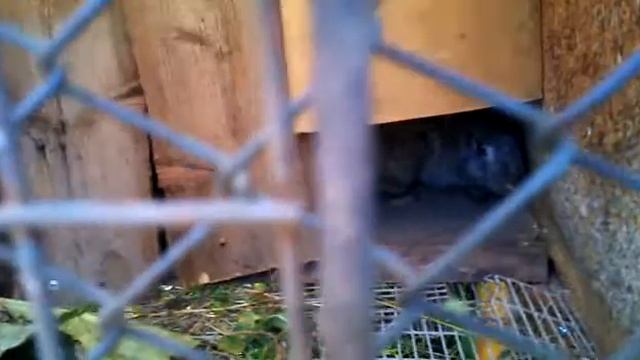 Наши кролики. Жрут. смотреть онлайн