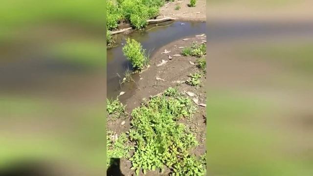 Рыба, задохнулась от нехватки кислорода на Каргалинском водохранилище