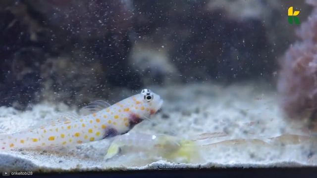 How Animals DEFEND Themselves From Predators: Top 10 !! смотреть онлайн