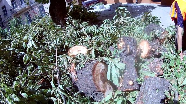 Дворянская, 18. Уборка следов варварского уничтожения стволов каштана 29.07.21 смотреть онлайн