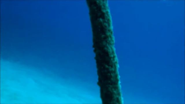 004 Anemone fish, Cornetfish, Culture coral in Okinawa 【沖縄のクマノミ・ヤガラ・養殖サンゴ】 смотреть онлайн