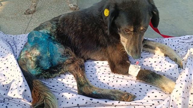 Тбилиси 🇬🇪 Грузия Приют Тамаза Элизбарашвили 🐕💌🍀🙏