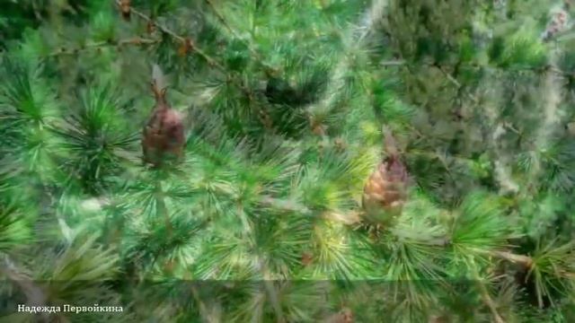 Летняя мелодия!#релакс #тольятти #Nadejda1360 смотреть онлайн