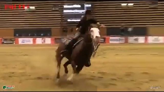 Germany Reining Quarter Horse Stallion At Stud Nd Gun Sawyer 2010 Reining Performance