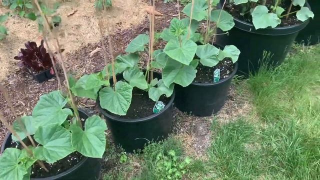 How to Grow Cucumbers in Containers for Maximum Production смотреть онлайн