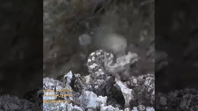 Schlange fängt Fledermaus смотреть онлайн