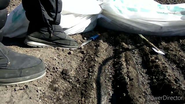 Посев семян овощей на рассаду в парничок. смотреть онлайн