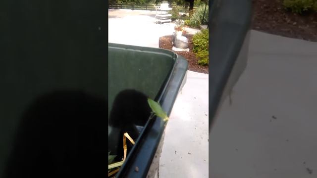 Katydid Plus A Wasp смотреть онлайн