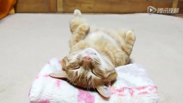 Кошачья лень /  Cat Laziness