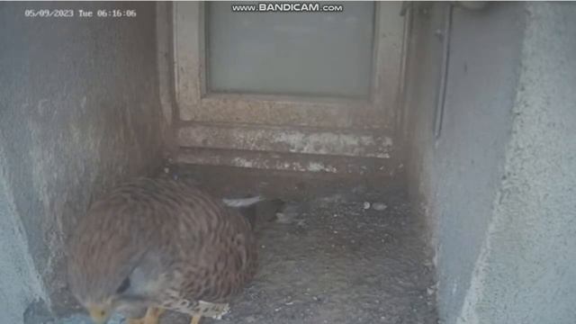 Para razem ale niespokojna, Pustułka (Falco tinnunculus)w Urzędzie Miejskim w Wolsztynie, 05.09.202 смотреть онлайн