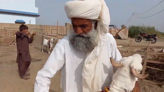 Goat Farm of Breader Mangal Khan Bugti || Gulabi Goat Farming смотреть онлайн