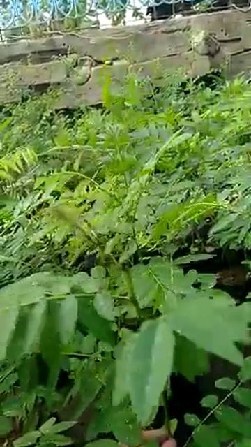 Jual Indigofera Murah, WA 089620882315