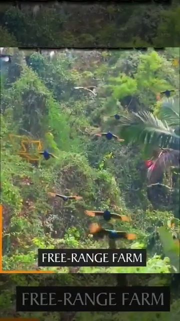 colourful peacocks смотреть онлайн