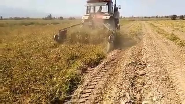 haricot harvester Фасоль жулгуч.Талас об. заказ алабыз +996706 867586 смотреть онлайн