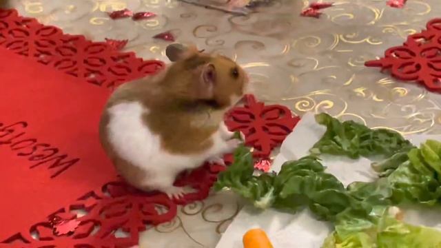 Хомяк Дуняш встречает Новый год смотреть онлайн
