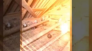 Очаковские  серпастые голуби 2018