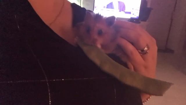 Как правильно кормить хомячка) смотреть онлайн