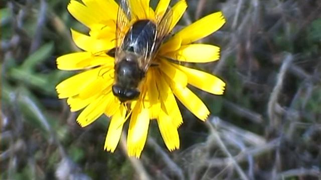 Cheilosia variabilis pestřenka obecná смотреть онлайн