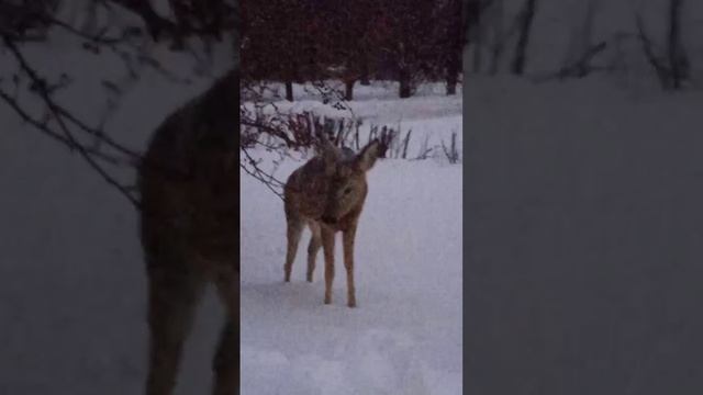 29.10.2024 оленёнок Бэмби на территории предприятия смотреть онлайн