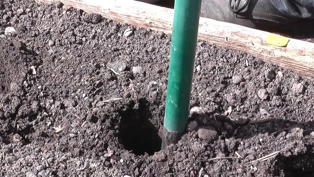 MuddyBootz Allotment #147 - Sowing Parsnips & Carrots - Cold Frame Mesh - Gardeners Lottery Award