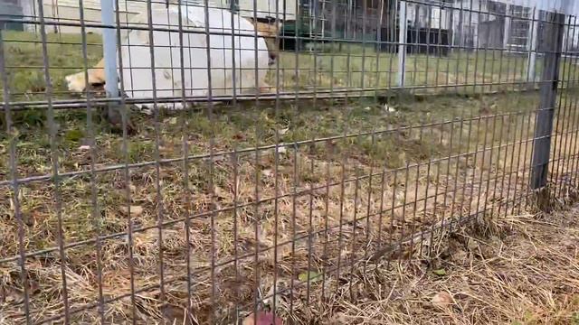 Liger = Lion + Tiger