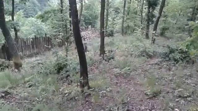 Balkanac u gateru смотреть онлайн