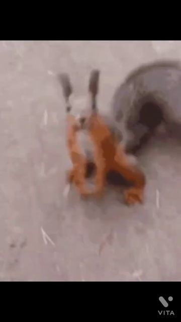 SPECIAL FACTS ABOUT RODENTS // MAMMALS //Hamsters, squirrel, blind mole rat, water vole, porcupine смотреть онлайн