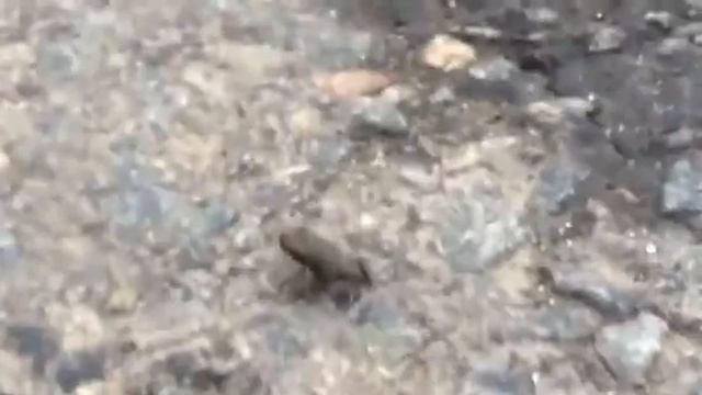 Нашествие ведьмы собираются на шабаш