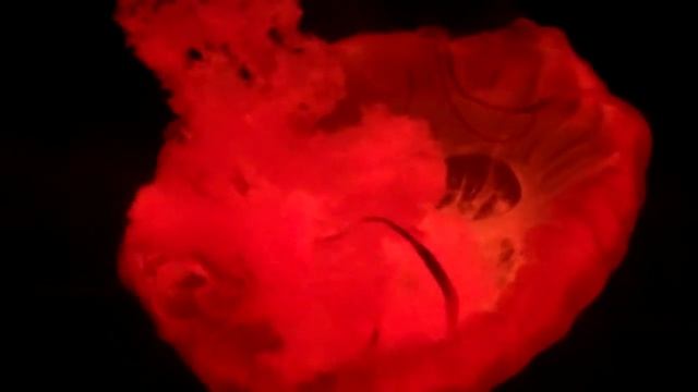 West Coast Sea Nettle (Chrysaora Fuscescens) Very Cool, Check it out Newport Aquarium смотреть онлайн