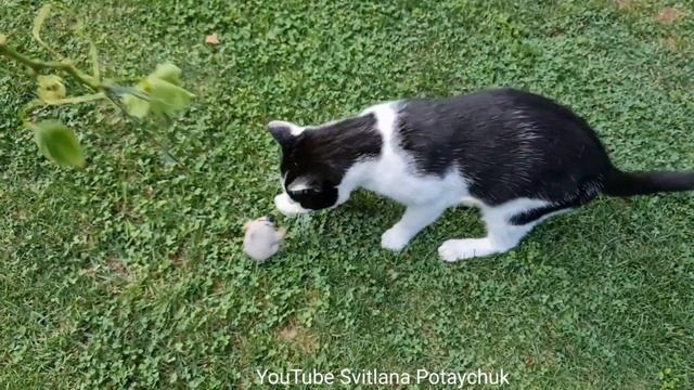 Funny Cats! Don't Try To Hold Back Laughter! Jast Look Funny Cats Life! Cat And Mouse! Animals