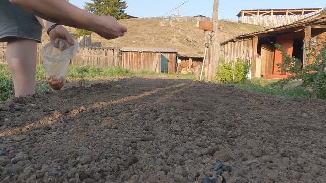 Вспахали огород. Посадили картошку. Жизнь в деревне. смотреть онлайн