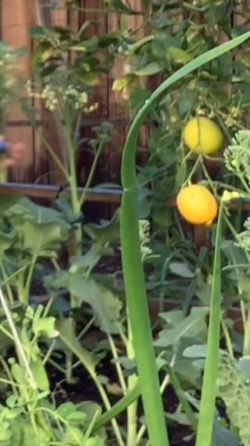 SATISFYING SOUND of harvesting vegetables #shorts #shortvideo #asmr #satisfying смотреть онлайн