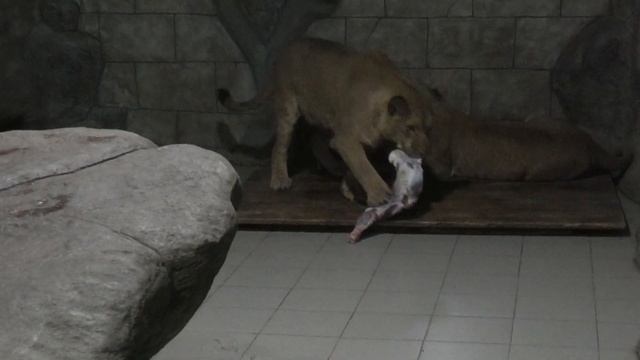 Подарок Лены Мюхкур и Патти Симбе, Клаве, Азизе! A gift from Lena Mukhkur, Patti Simba, Klava, Aziz смотреть онлайн